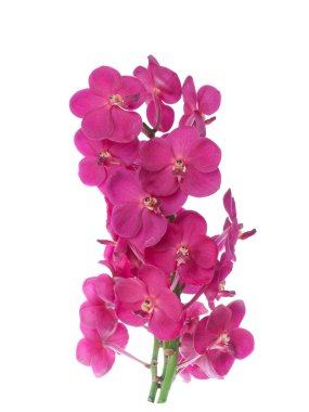 orkide beyaz arkaplanda izole edildi