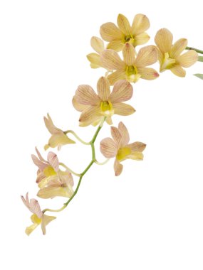 orkide beyaz arkaplanda izole edildi