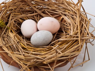 Eggs in a nest isolated on a white background