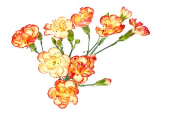karanfil, dianthus caruyophyllus grubu