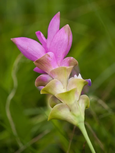 stock image Pink Siam Tulip blur background