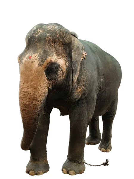 Самка азиатского слона изолирована на белом фоне — стоковое фото