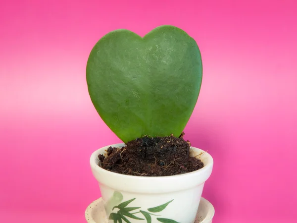 Care for the heart plant — Stock Photo, Image
