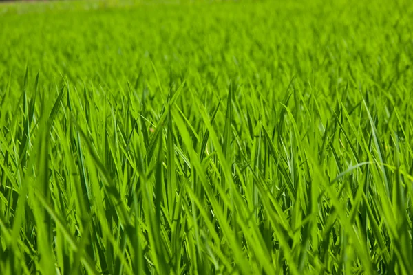 Green rice field in Thailand — Stock Photo, Image