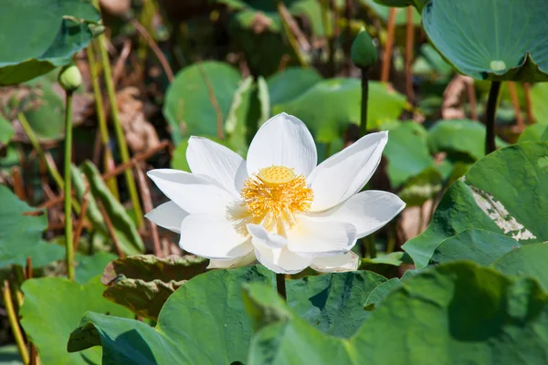 Virágzó lotus flower át zöld háttér — Stock Fotó