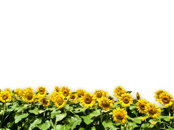 Sol flor aislado sobre fondo blanco — Foto de Stock