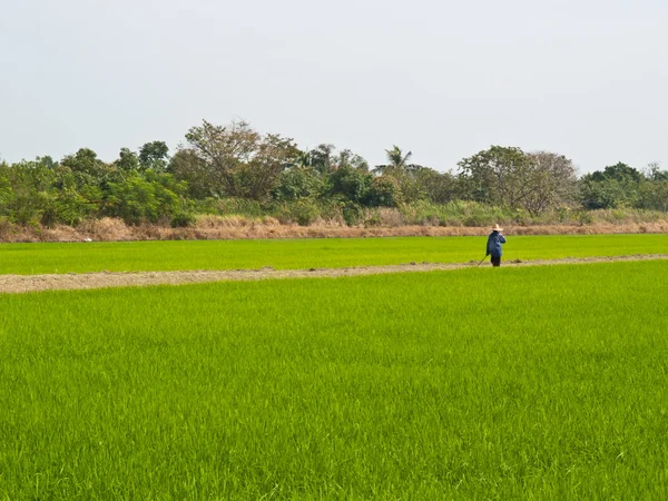 Un agriculteur travaille dans un champ de riz — Photo