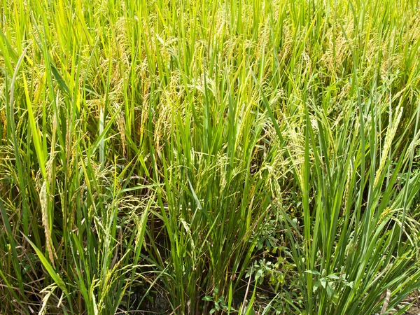 Campo di riso verde — Foto Stock