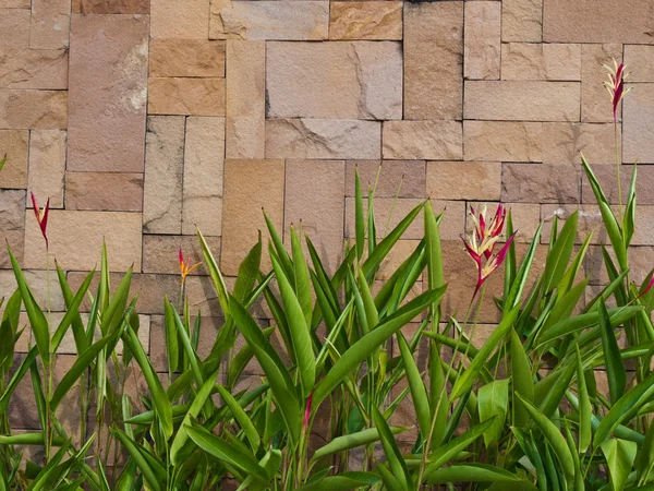 Taze yeşil yaprak bu kahverengi duvara karşı — Stok fotoğraf