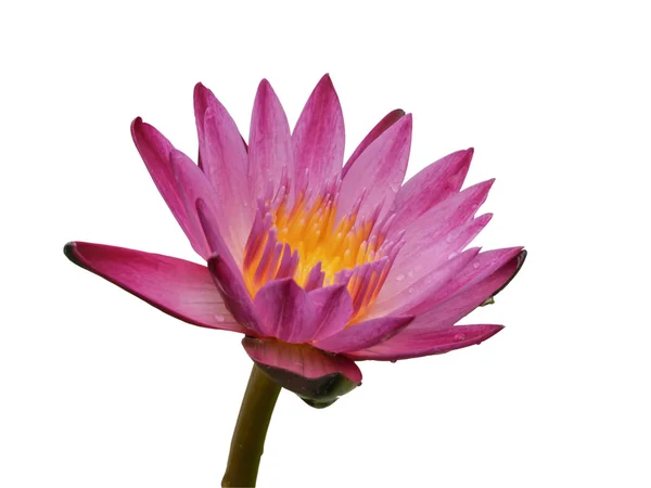 Цвіте рожевий лотос або квіти лілії, що цвітуть на ставку — стокове фото