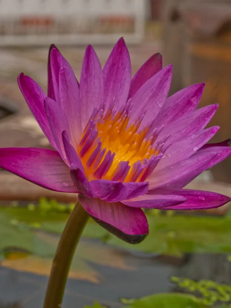 Pink lotus blossoms or water lily flowers blooming on pond — Stock Photo, Image