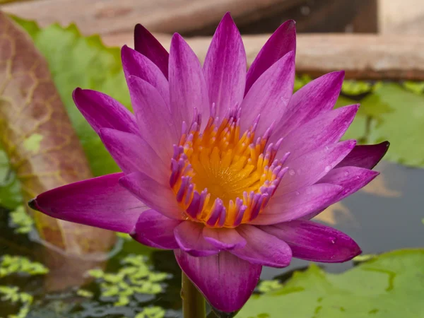 Rózsaszín virágok lotus vagy vízi liliom virágok virágzó tó — Stock Fotó