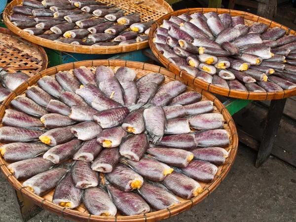 Peixe-gato, peixe-cabeça-de-cobra-listrado e peixe-gourami, em círculo — Fotografia de Stock