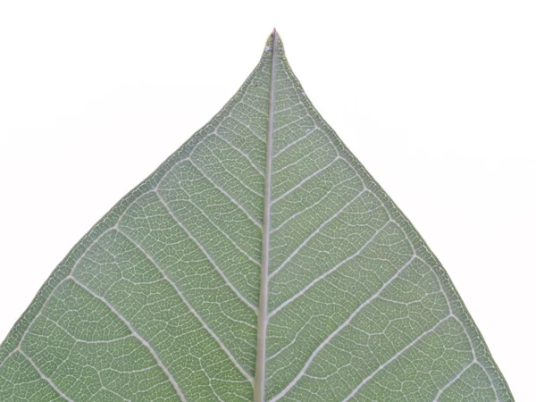 Za zielony liść tekstura — Zdjęcie stockowe