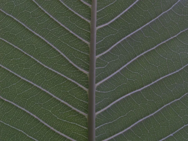 녹색 잎 텍스처의 뒤에 — 스톡 사진