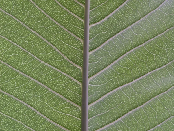 Atrás da textura verde da folha — Fotografia de Stock