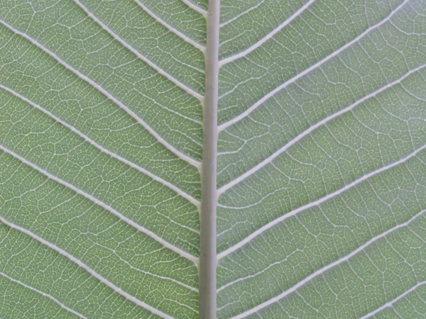 Behind green leaf texture — Stock Photo, Image
