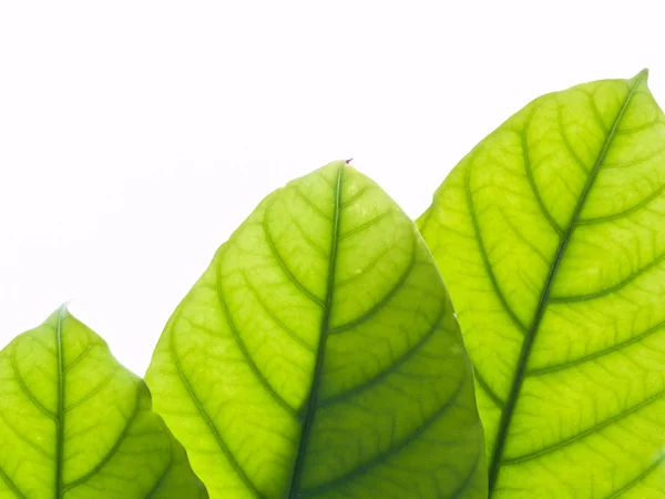 Zielony liść tekstura — Zdjęcie stockowe