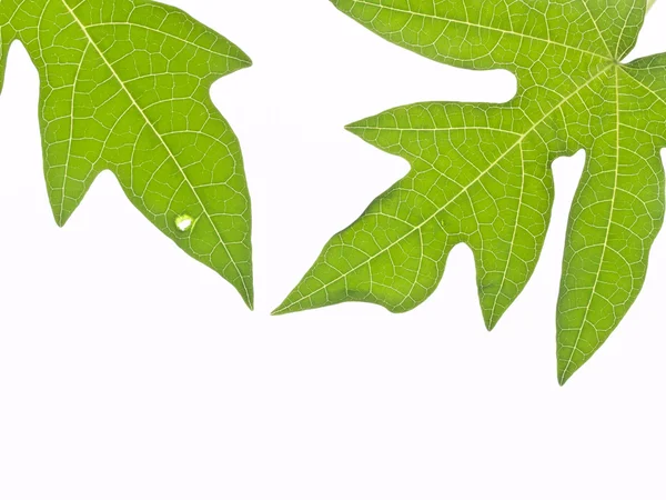 Zelená listová texturu — Stock fotografie