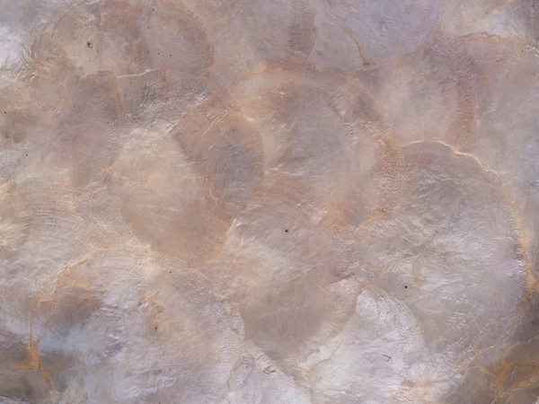 Tekstura perłowej muszli — Zdjęcie stockowe