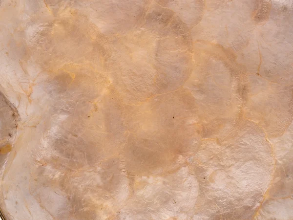Pearl shell texture — Stock Photo, Image