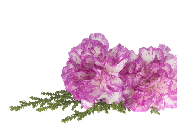 Two pink carnation on a white background — Stock Photo, Image