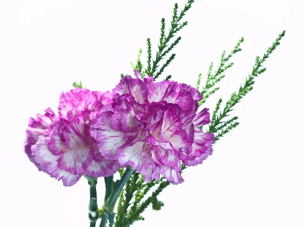 Two pink carnation on a white background — Stock Photo, Image