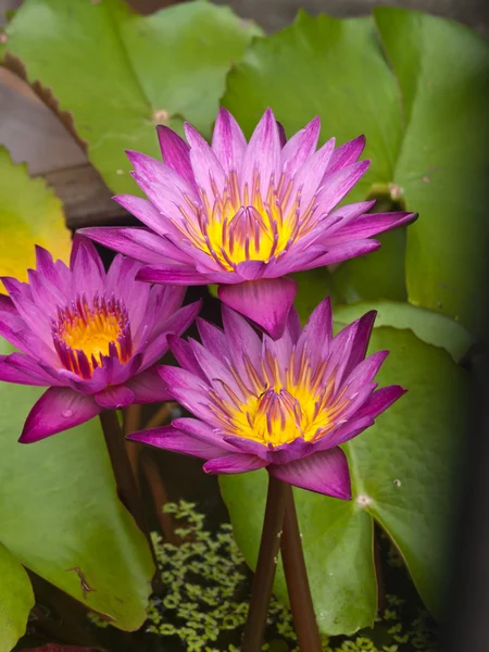 Három pink lotus virágok vagy vízi liliom virágok virágzó tó — Stock Fotó