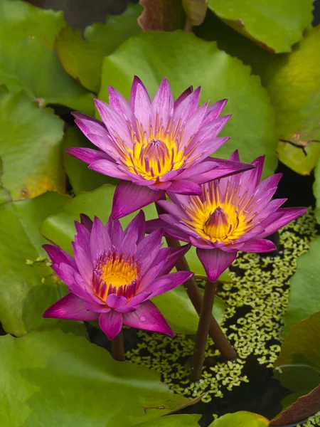 Три квітки рожевого лотоса або квіти водяної лілії, що цвітуть на ставку — стокове фото