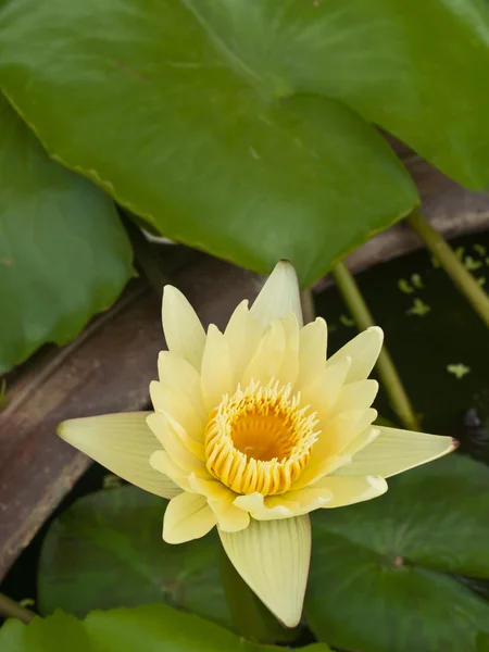 Gul lotus blommor eller näckros blommor blommar på dammen — Stockfoto
