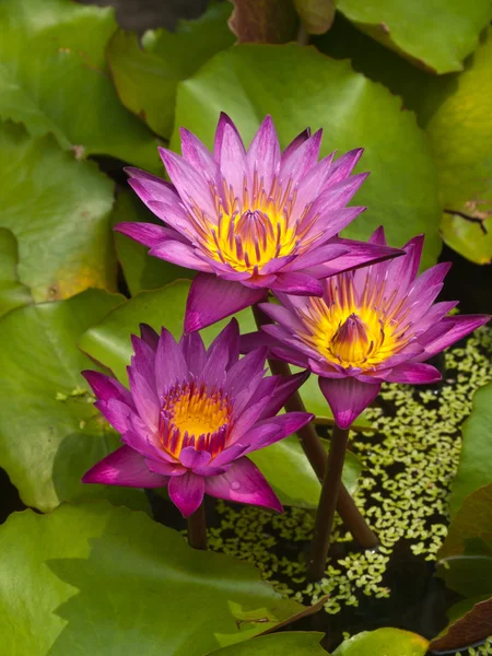 Three Pink lotus blossoms or water lily flowers blooming on pond — Stock Photo, Image