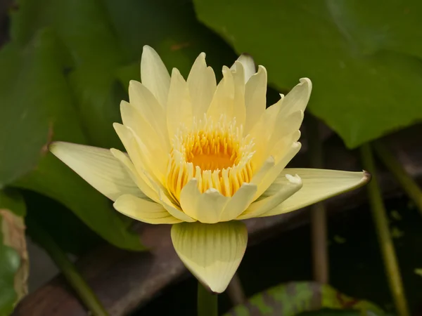 Yellow lotus blossoms or water lily flowers blooming on pond — Stock Photo, Image