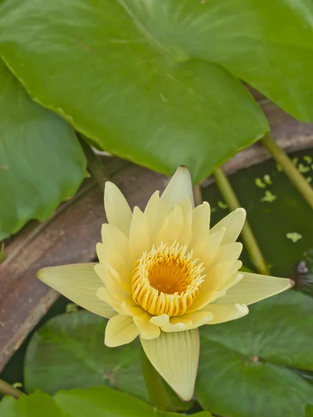 Sarı lotus çiçeği veya gölet üzerinde çiçek açmış nilüfer çiçekleri — Stok fotoğraf