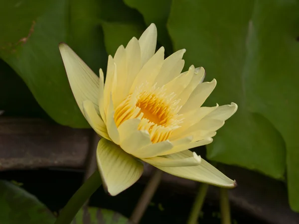 Yellow lotus blossoms or water lily flowers blooming on pond — Stock Photo, Image