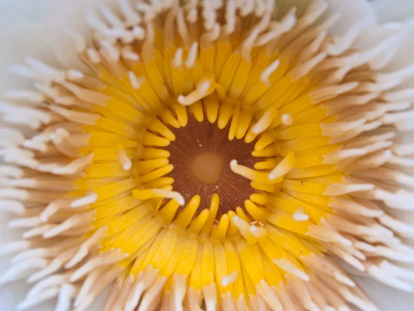 Fiori di loto gialli o fiori di giglio d'acqua che sbocciano sullo stagno — Foto Stock