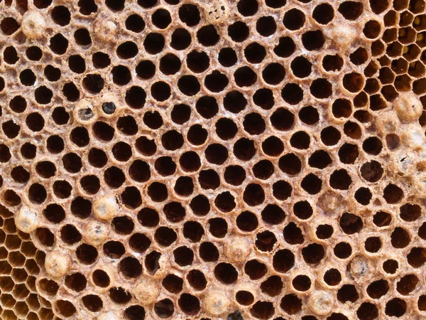 Padrão de favo de mel — Fotografia de Stock