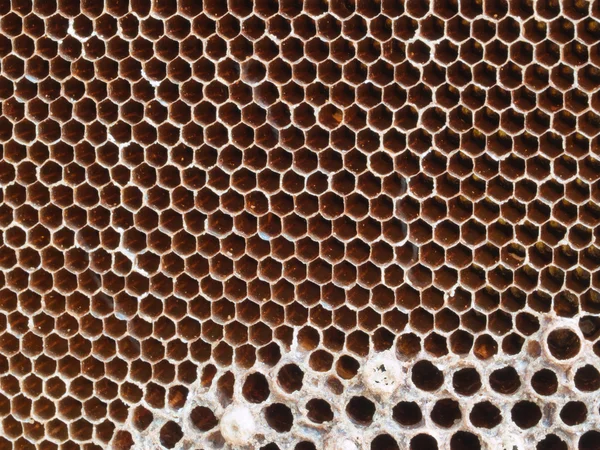 Honey comb — Stock Photo, Image