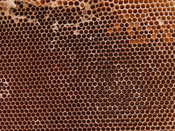 Peine de miel —  Fotos de Stock