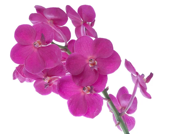 stock image Orchid isolated on white background