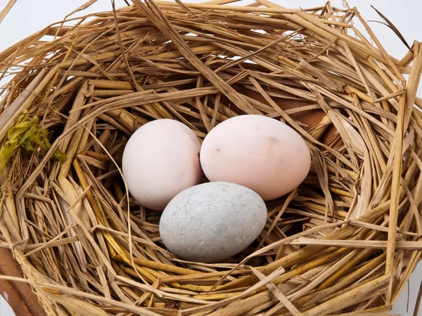 Uova in un nido isolato su sfondo bianco — Foto Stock