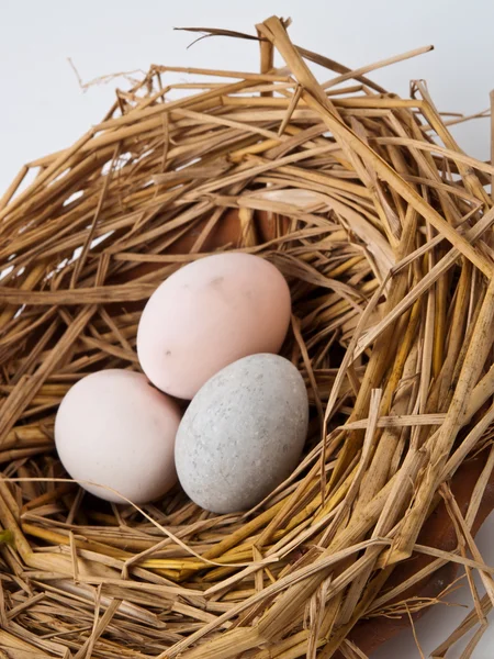 Eier in einem Nest isoliert auf weißem Hintergrund — Stockfoto