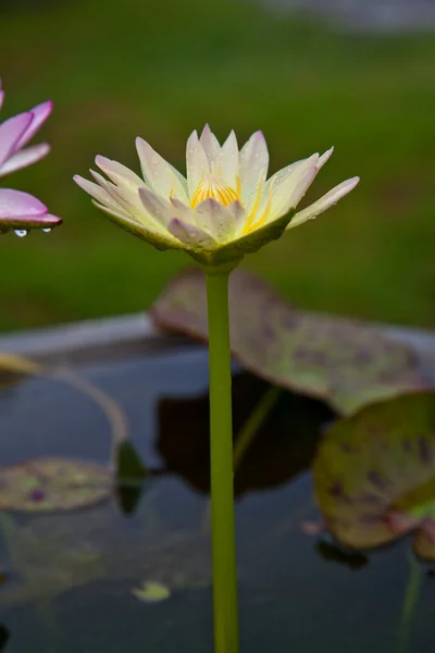 Цветы желтого лотоса или цветы водяной лилии, цветущие на пруду — стоковое фото