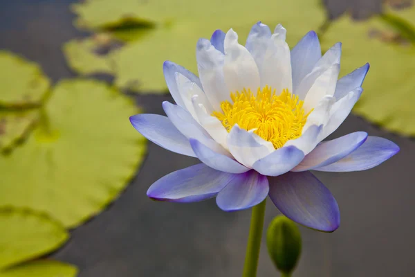 Lotusblüten oder Seerosenblumen blühen am Teich — Stockfoto