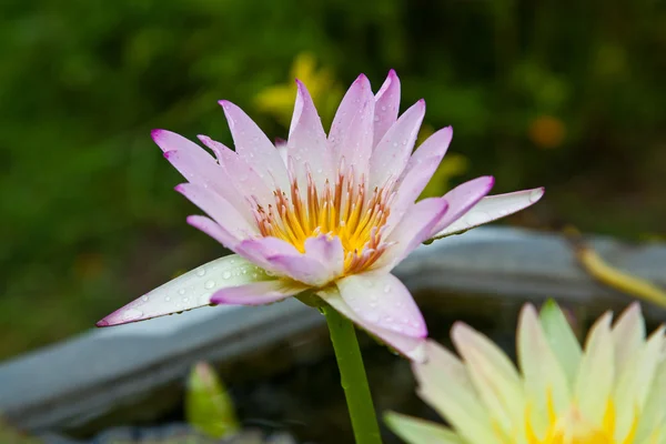 Άνθη λωτού ή Νούφαρο λουλούδια ανθίζουν στη λίμνη — Φωτογραφία Αρχείου