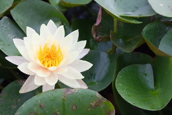 Flores de loto o flores de lirio de agua que florecen en el estanque —  Fotos de Stock
