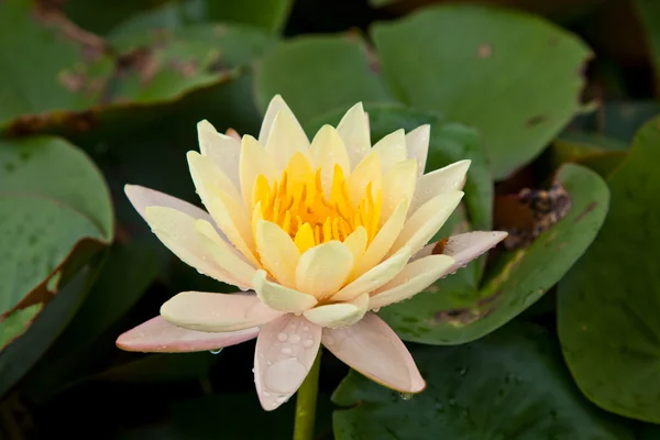Flores de loto o flores de lirio de agua que florecen en el estanque — Foto de Stock