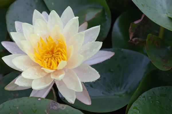 Цветы лотоса или цветы лилии воды, цветущие на пруду — стоковое фото