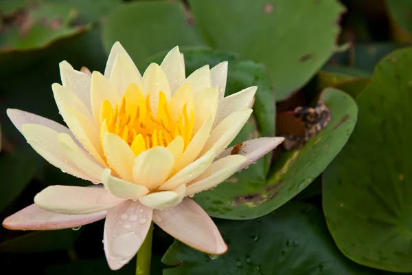 Цвіте лотос або квіти водяної лілії, що цвітуть на ставку — стокове фото