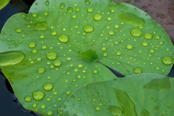 Капли воды на листьях лотоса — стоковое фото