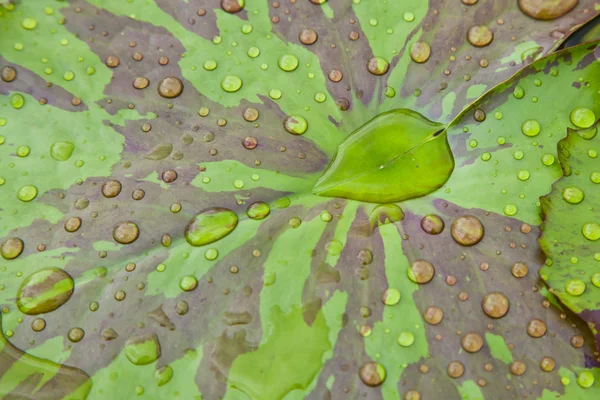 Water druppels op blad lotus — Stockfoto